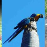 mosaico-de-animas-no-park-way