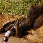 tamandua-bandeira-e-filhote-atropelados-no-pw-em-abril-de-2021
