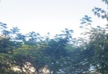 Nação Rosa reúne mulheres no parque de Águas Claras para momento semanal gratuito de autocuidado